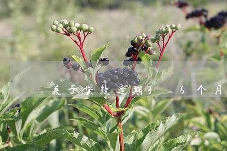 关于贷款逾期3 6个月